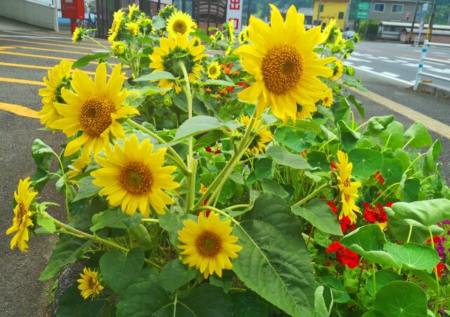 初夏の花