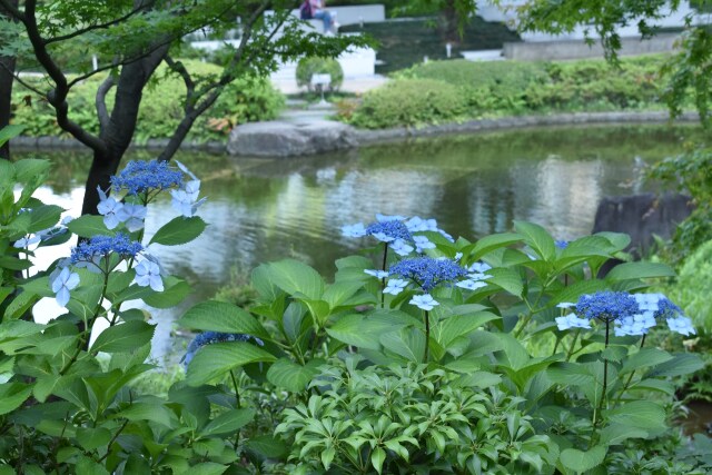 毛利庭園の紫陽花