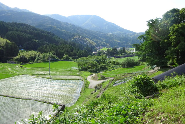 初夏の山村棚田