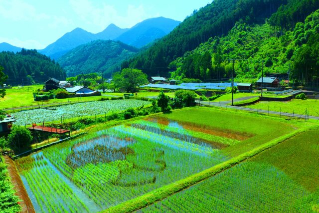 初夏の里山