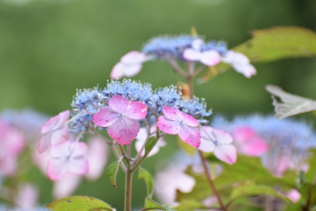 紫陽花