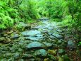 初夏の雨の熊野古道