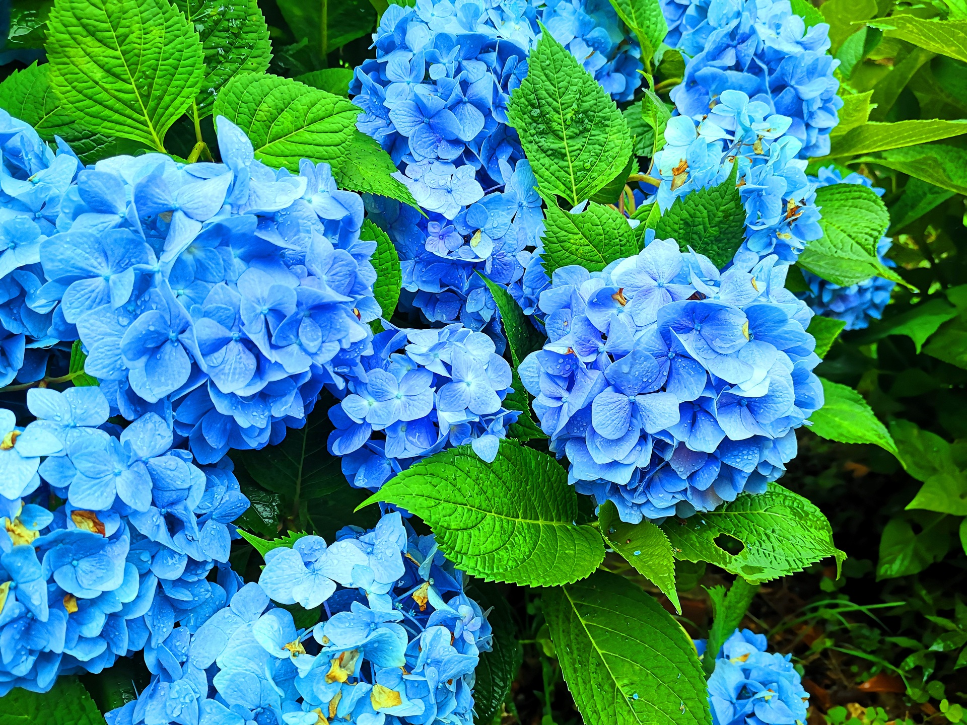 花 植物 雨のあじさい 壁紙19x1440 壁紙館