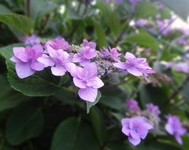 額紫陽花.城ケ崎