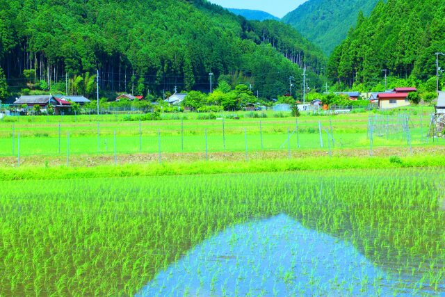 初夏の里山