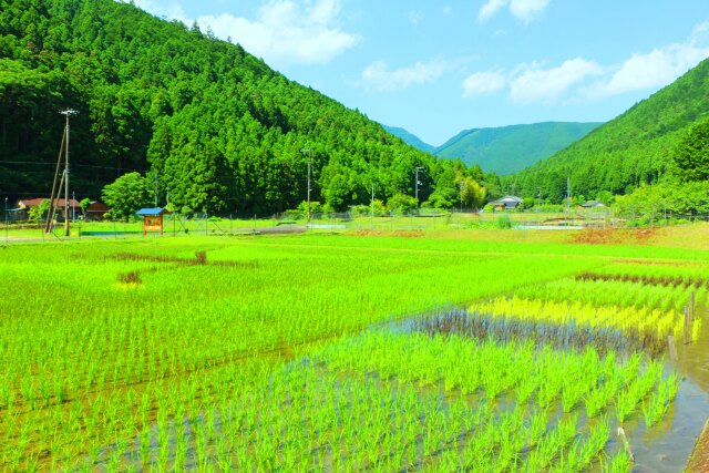 初夏の里山