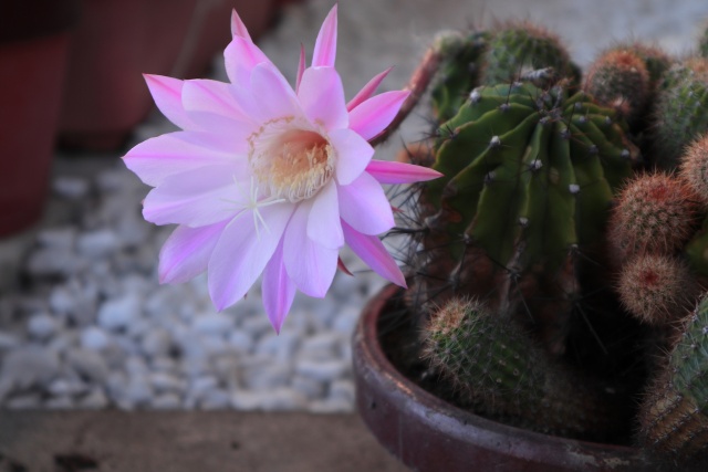 庭先のサボテンの花