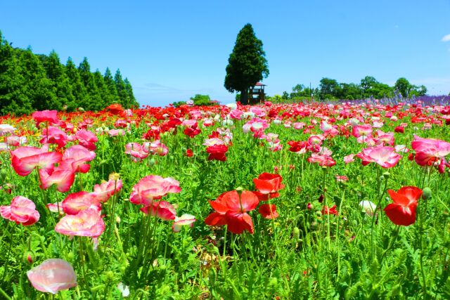 初夏の花