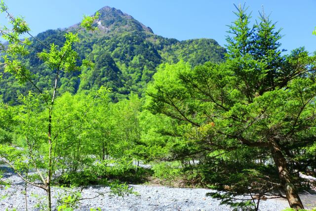 新緑の上高地