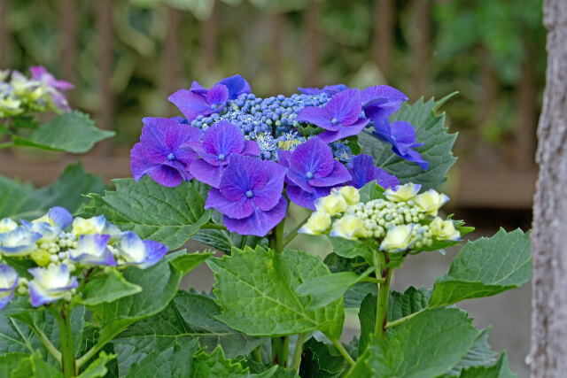 紫陽花