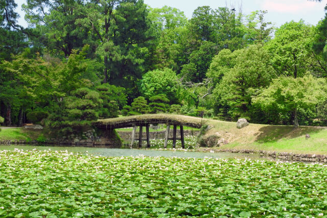 睡蓮の池 衆楽園3