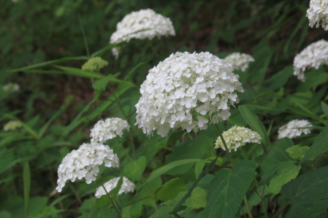 純白のアジサイの花