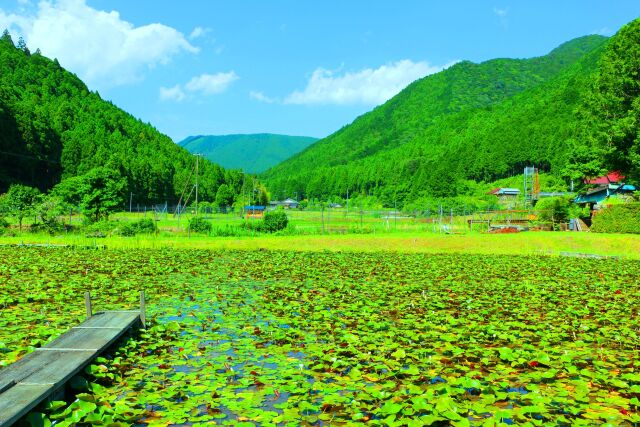 初夏の里山