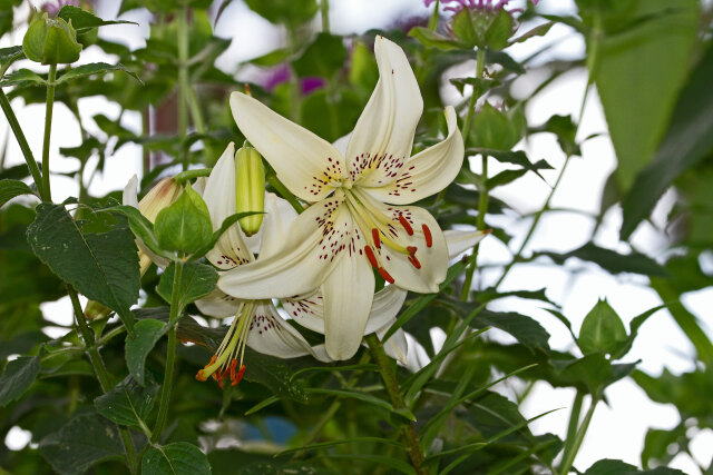 散歩道の花 2006-27-1