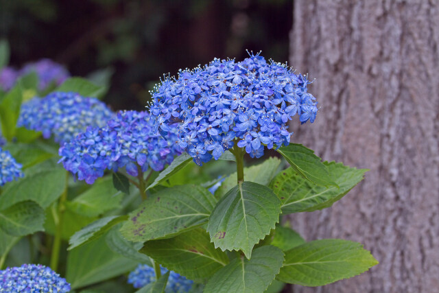 紫陽花