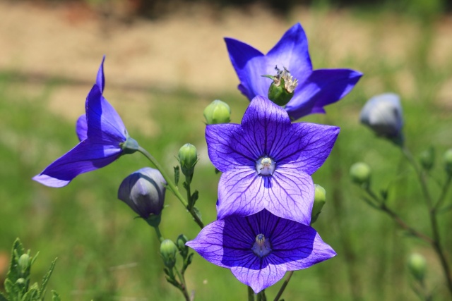 キキョウの花