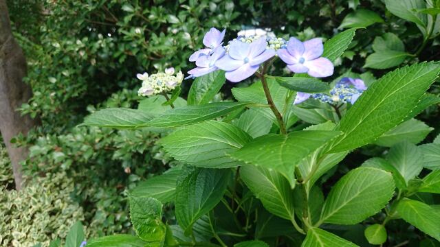 紫花の魅せる季節