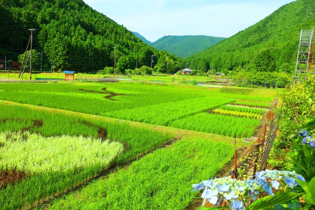 初夏の里山