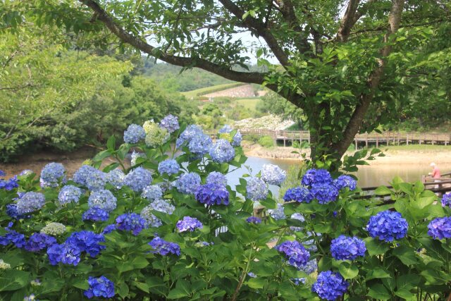 散歩道のアジサイの花