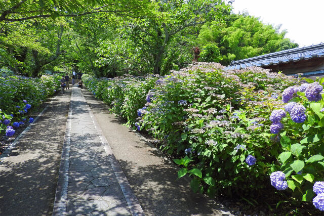 参道の紫陽花