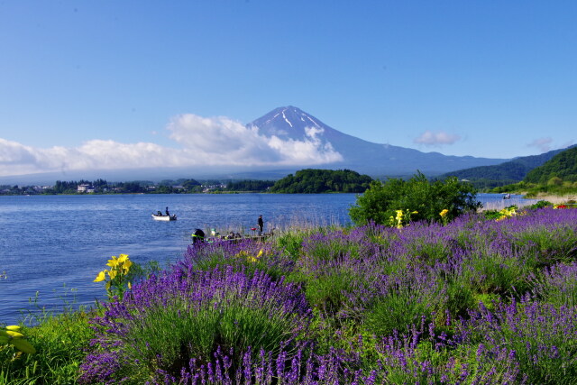 ラベンダーと富士山