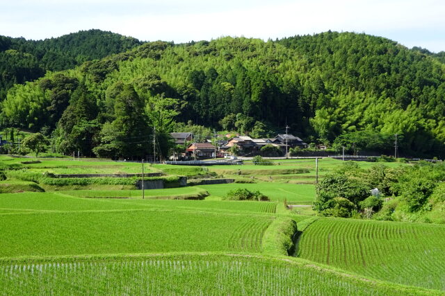 緑の中の山村集落
