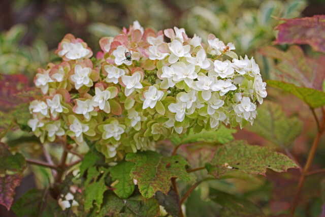 柏葉紫陽花