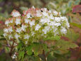 柏葉紫陽花