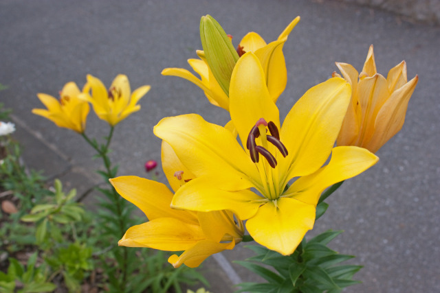 散歩道の花 2007-5-1