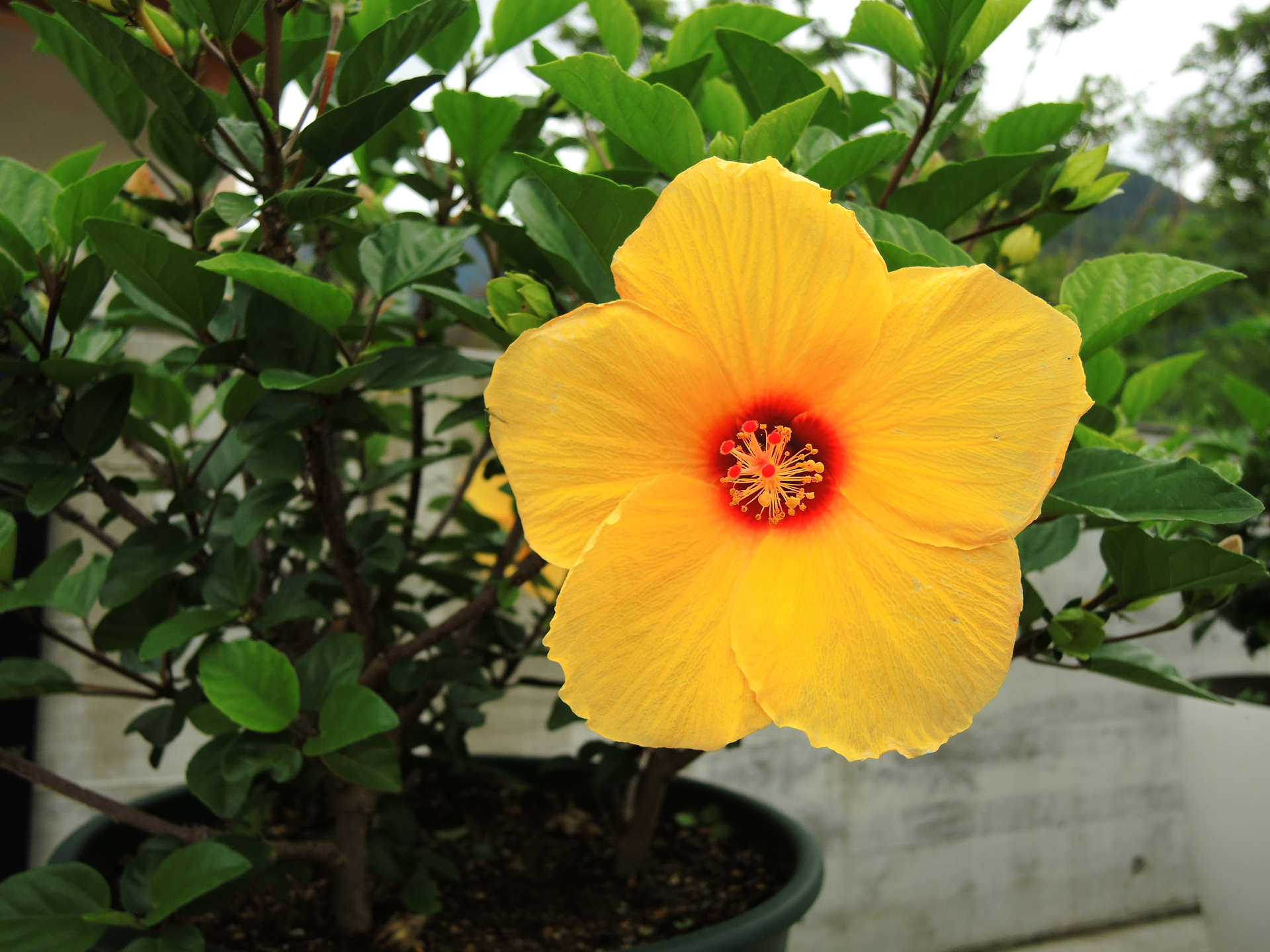 花 植物 ハイビスカス 壁紙19x1440 壁紙館