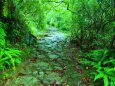 雨の熊野古道