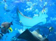 名古屋港水族館