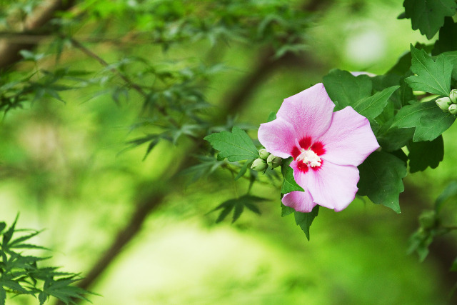 散歩道の花 2007-8-1