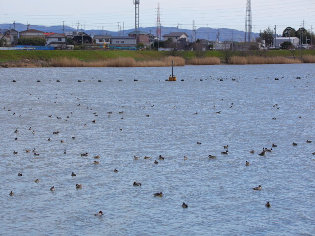 油ヶ淵にて