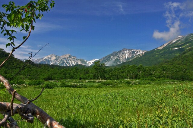 緑の湿原