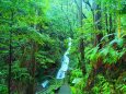 雨の熊野古道