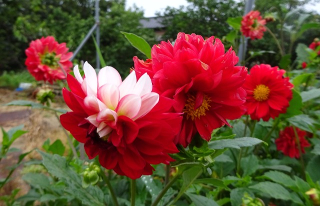 花 植物 ダリアの花 壁紙館