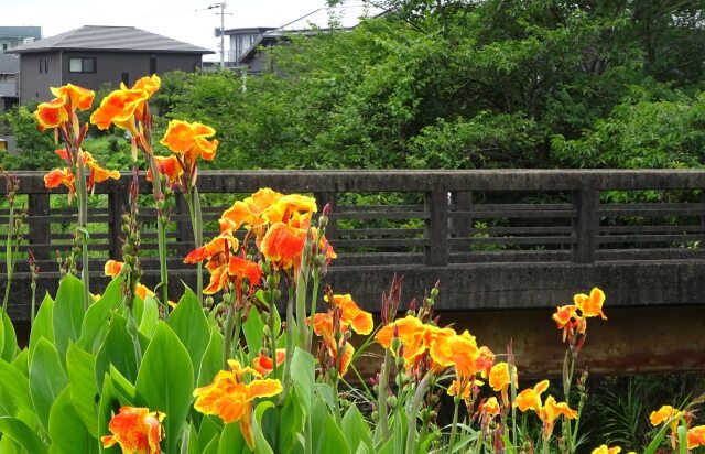 橋のたもとに咲く花