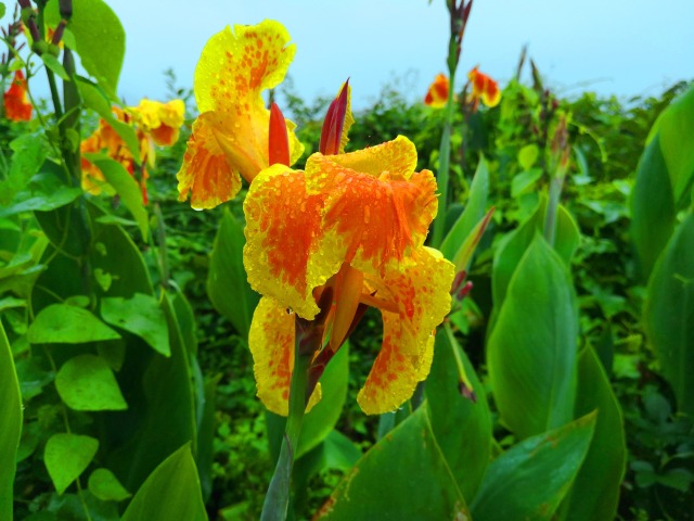 雨の中の夏の花