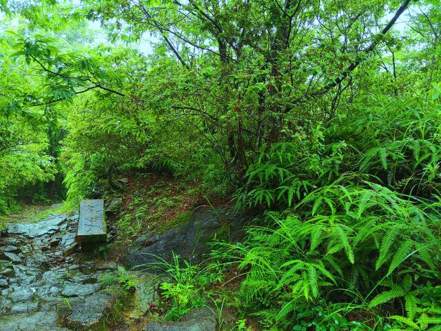 雨の熊野古道