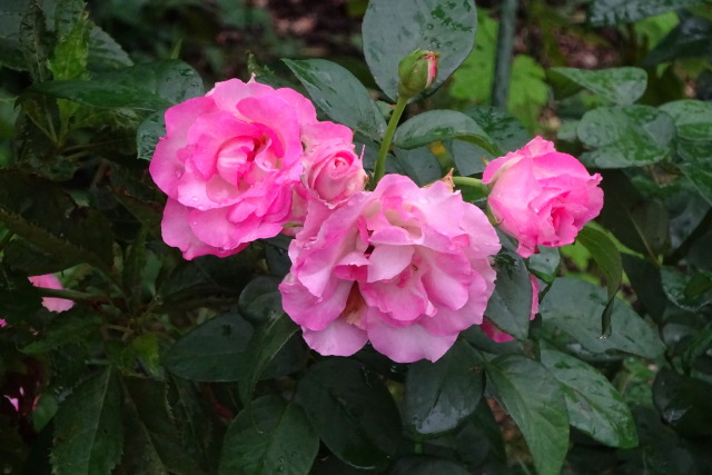 小雨に濡れる7月のバラの花