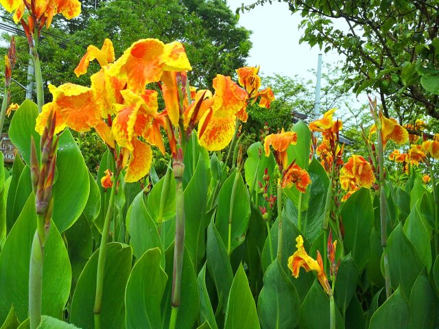 雨の中の夏の花