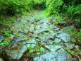 雨の熊野古道