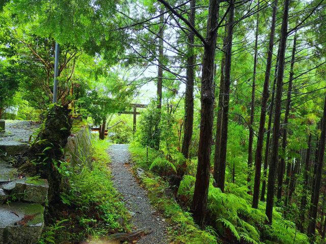 雨の熊野古道