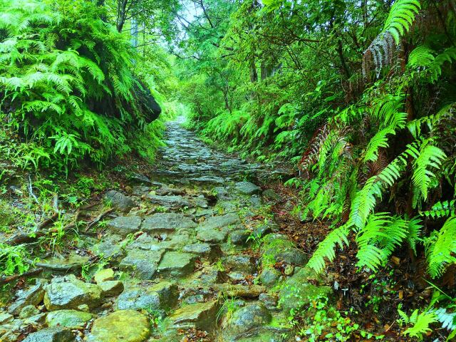 雨の熊野古道