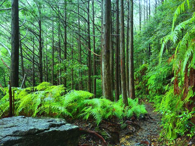 雨の熊野古道