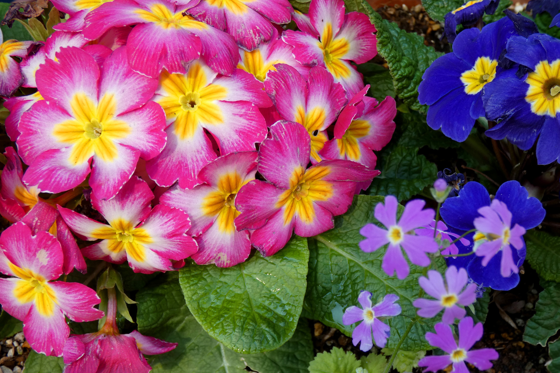 花 植物 春の花 壁紙19x1280 壁紙館