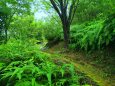 雨の熊野古道