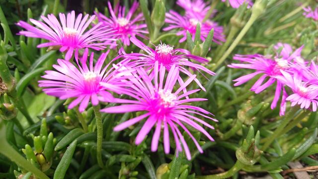 夏に咲くピンクの花