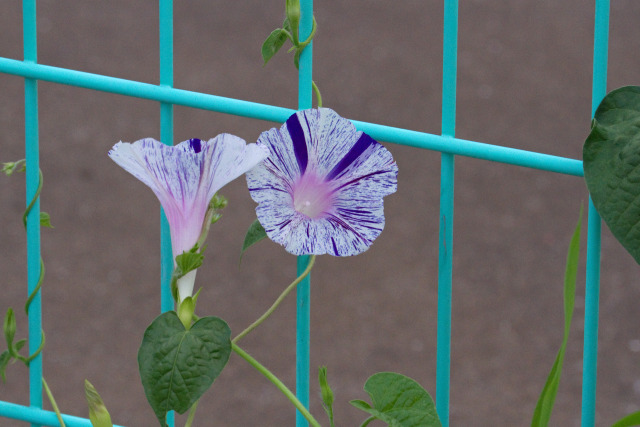 散歩道の花 2007-19-1